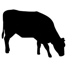 TERNERA